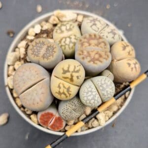 Lithops mix 2 Lithops mix 2