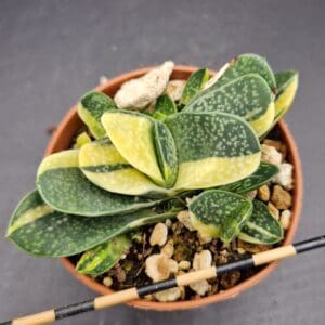 Gasteria ‘Shimano Fuji’
