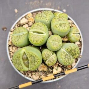Lithops sp.