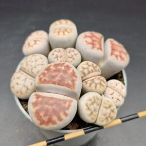 Lithops mix