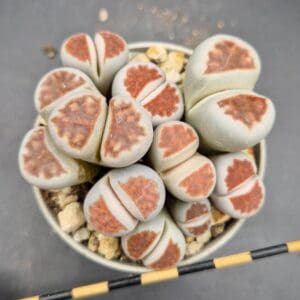 Lithops karasmontana ‘Top Red’
