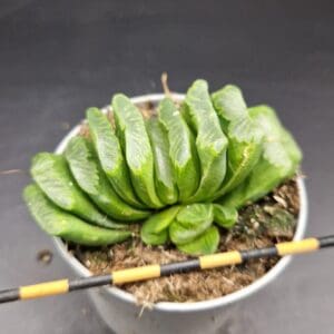 Haworthia truncata ‘Lime Green’