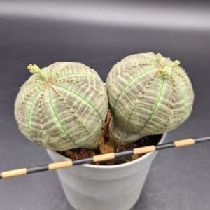 Euphorbia obesa bicéfala