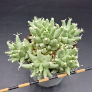 Mammillaria longimamma monstrose