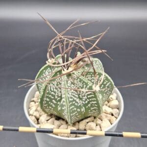 Astrophytum capricorne