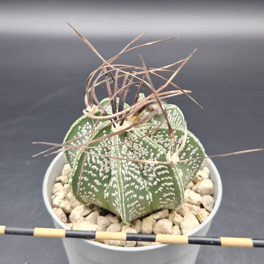 Astrophytum capricorne Astrophytum capricorne