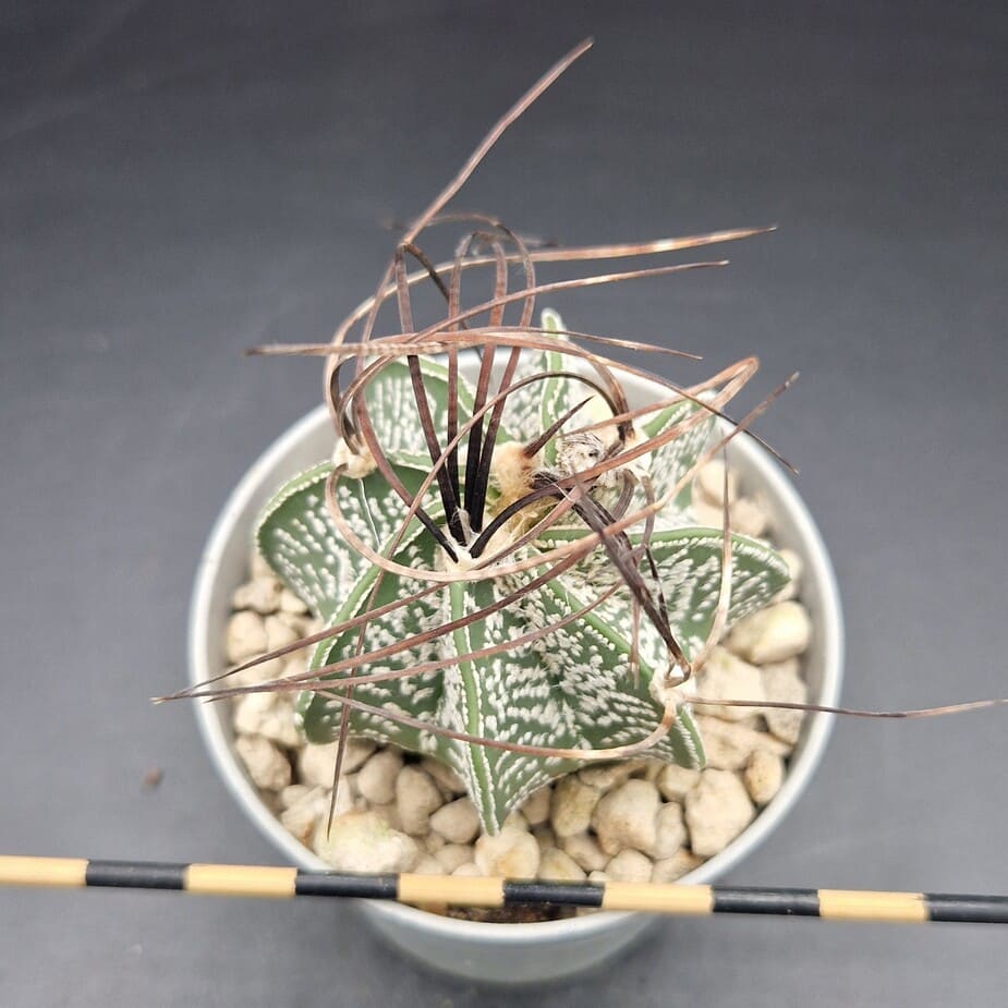Astrophytum capricorne Astrophytum capricorne