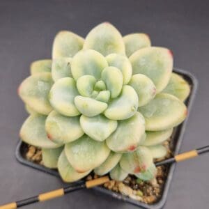 Sedum clavatum variegata