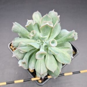 Echeveria ‘Pig Nose’ Korean