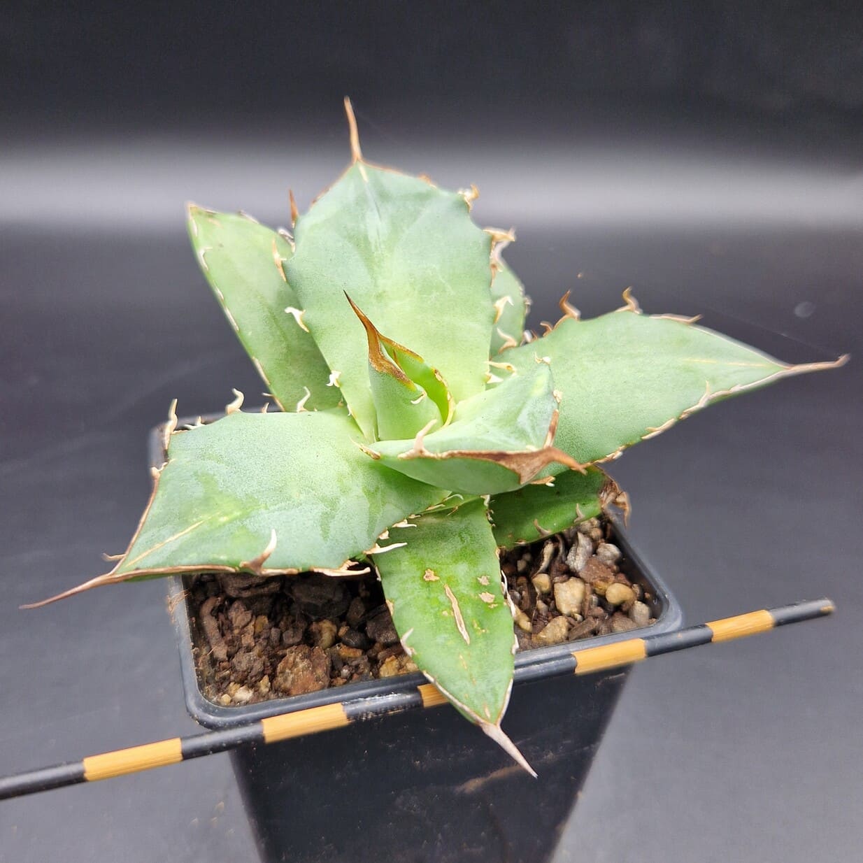 Agave titanota Agave titanota