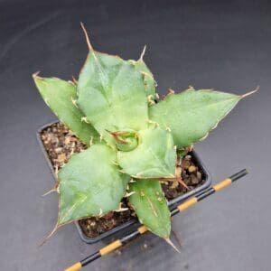 Agave titanota