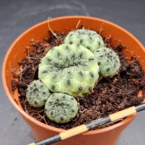 Sulcorebutia rauschii var. apple green