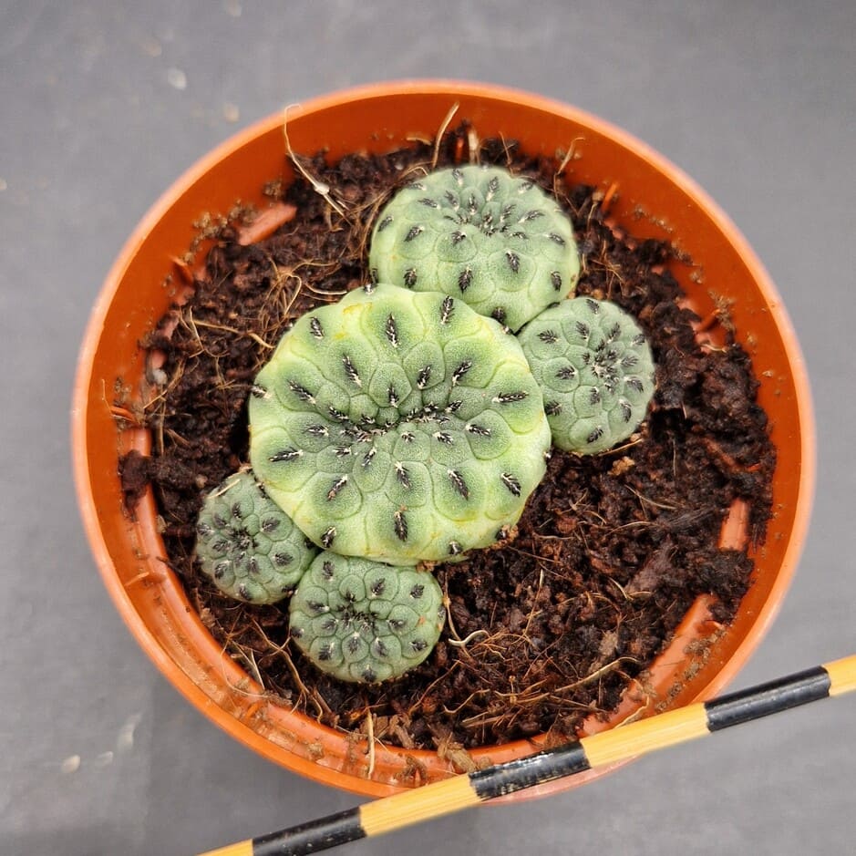 Sulcorebutia rauschii var. apple green Sulcorebutia rauschii var. apple green