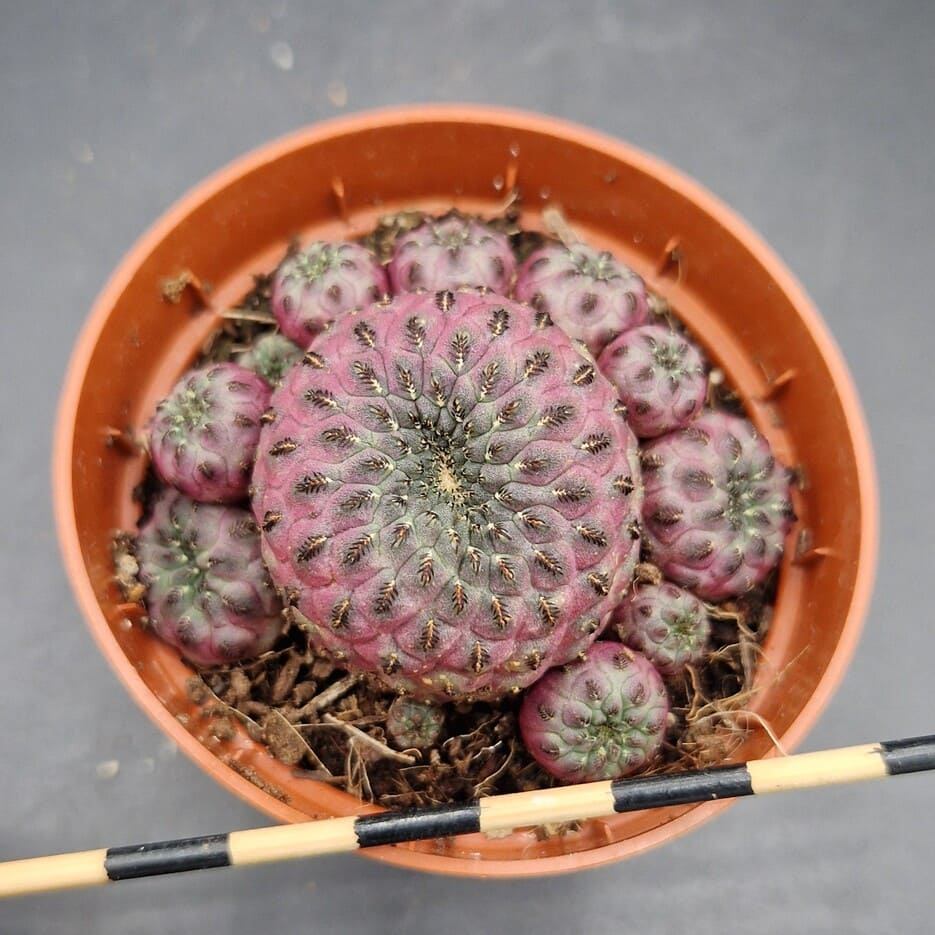 Sulcorebutia rauschii var.violadicermis Sulcorebutia rauschii var.violadicermis