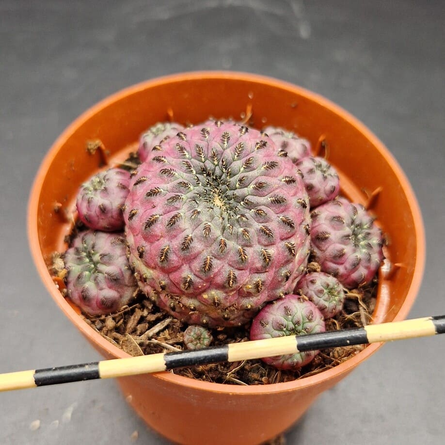 Sulcorebutia rauschii var.violadicermis Sulcorebutia rauschii var.violadicermis