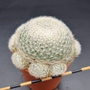 Mammillaria lenta