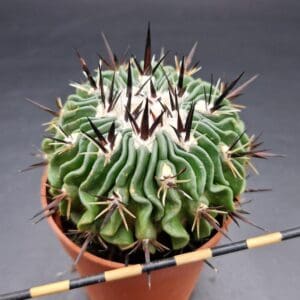 Stenocactus pentacanthus