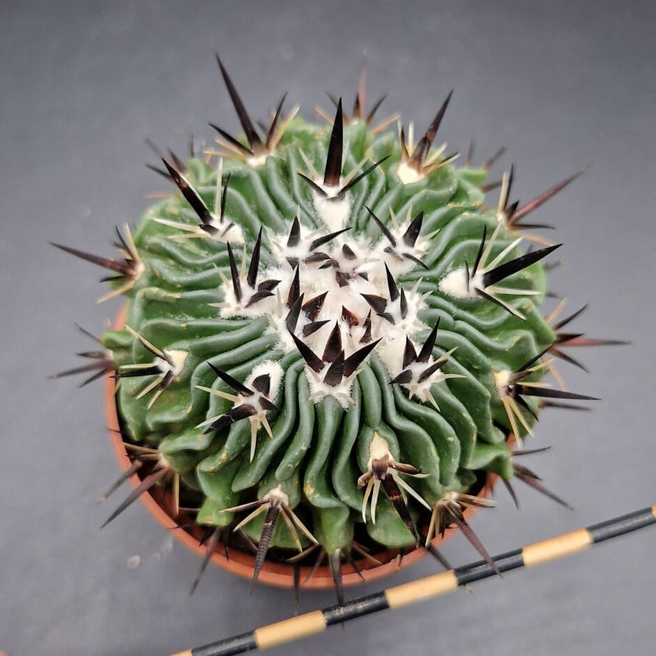 Stenocactus pentacanthus Stenocactus pentacanthus