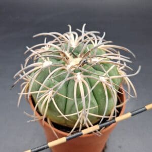Gymnocalycium spegazzinii