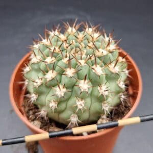 Acanthocalycium munitum