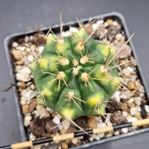 Gymnocalycium ‘Cat’s Eye’