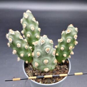 Puna molinensis