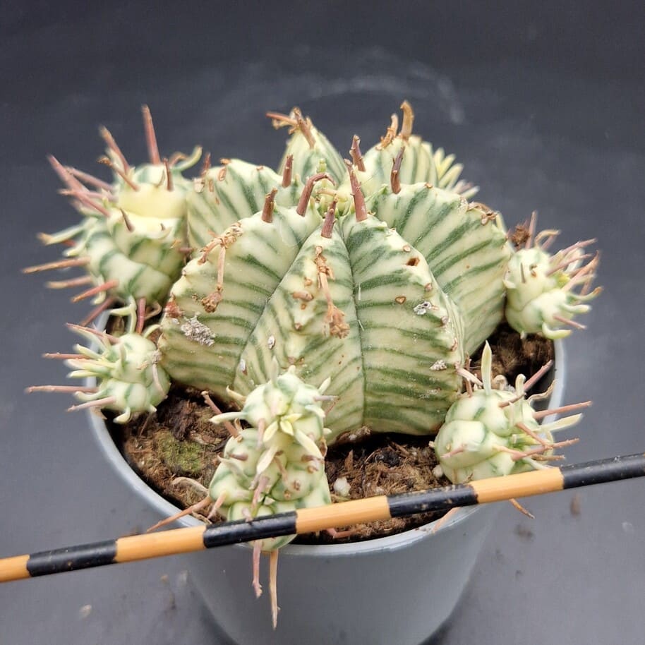 Euphorbia meloformis variegado Euphorbia meloformis variegado