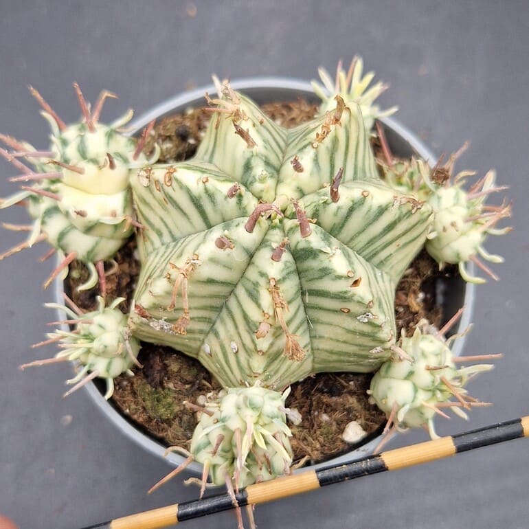 Euphorbia meloformis variegado Euphorbia meloformis variegado