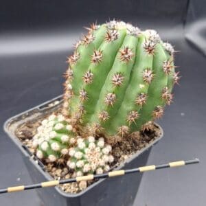 Trichocereus purpureopilosus x thelogonus