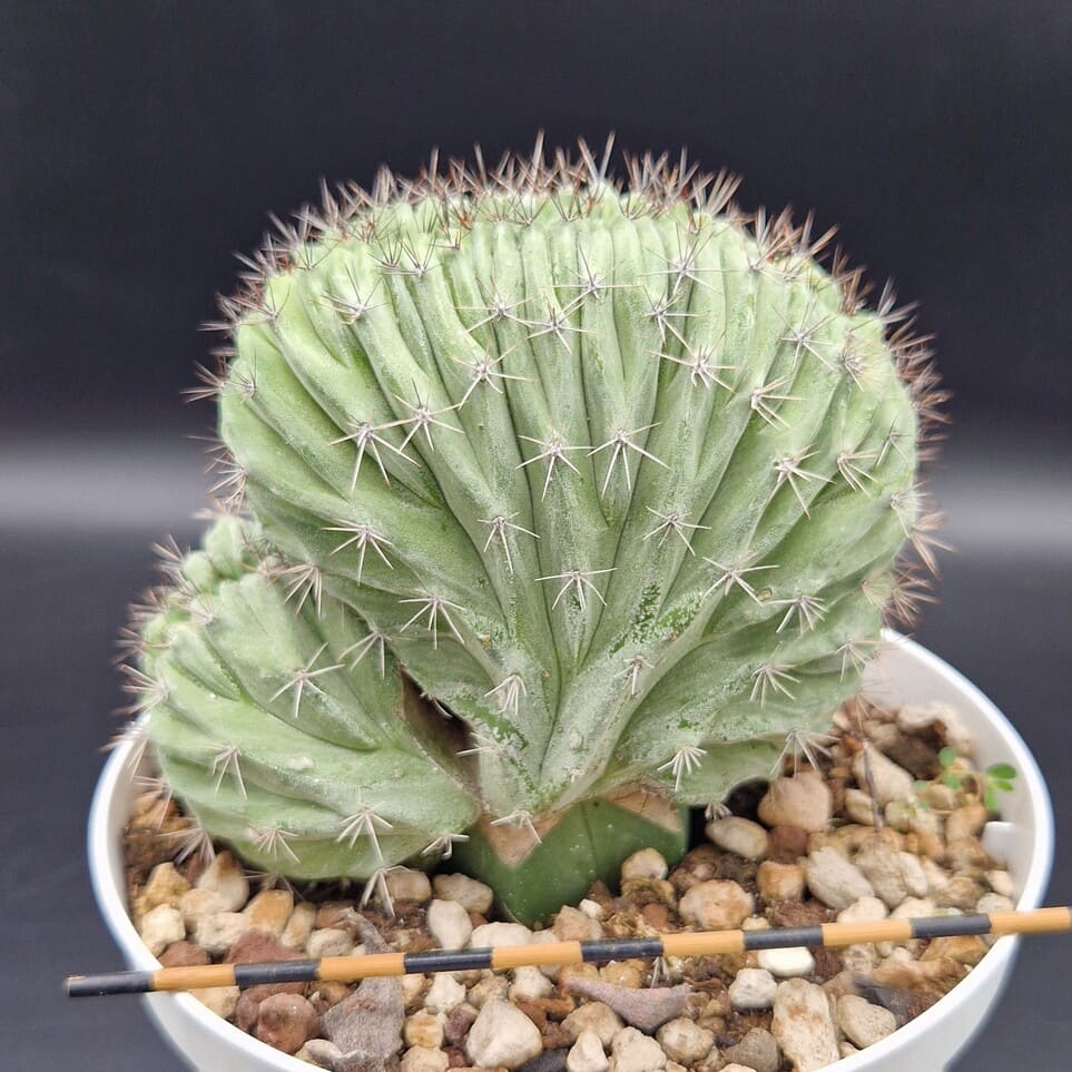 Polaskia chichipe crestado (injerto bajo) Polaskia chichipe crestado (injerto bajo)