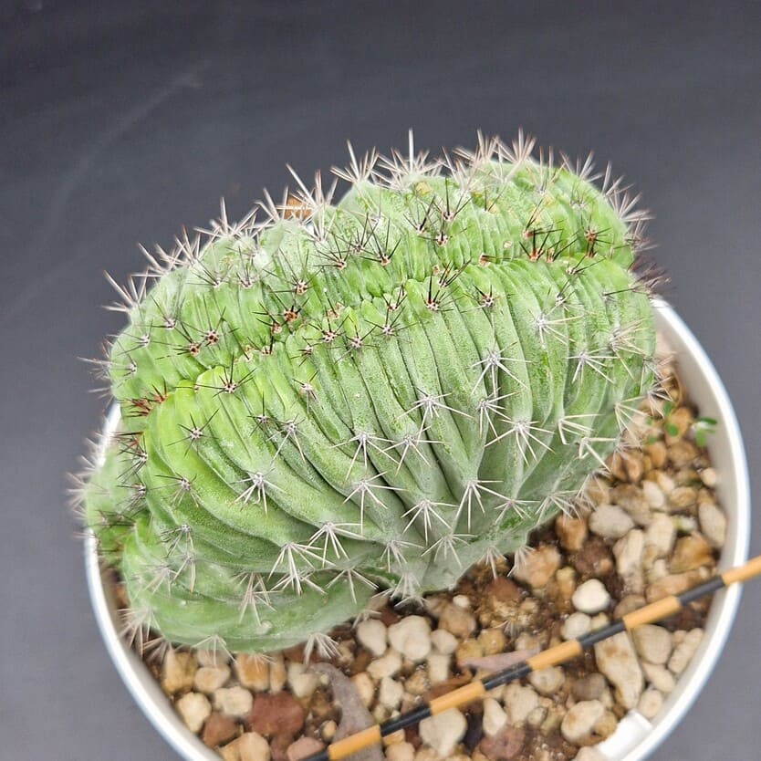 Polaskia chichipe crestado (injerto bajo) Polaskia chichipe crestado (injerto bajo)