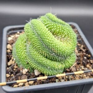 Mammillaria ‘Un Pico’ cristata