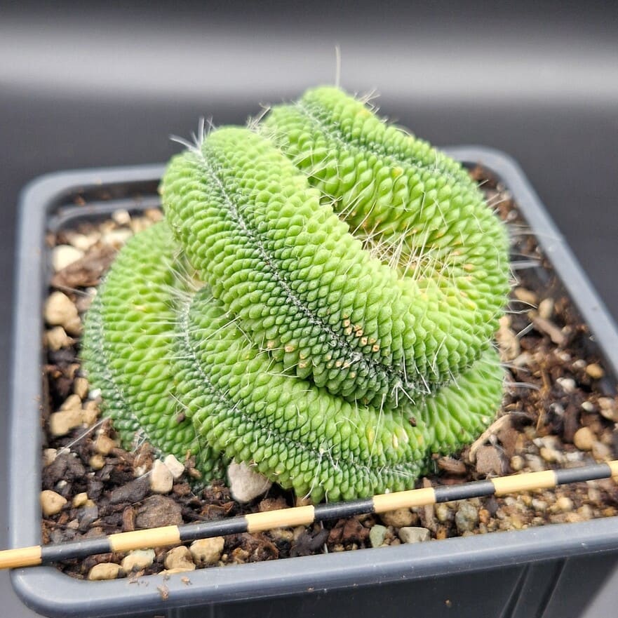 Mammillaria ‘Un Pico’ cristata Mammillaria ‘Un Pico’ cristata