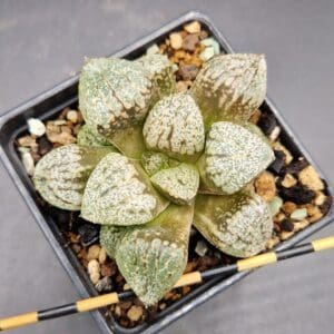Haworthia ‘Silver Pearl’