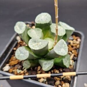 Haworthia maughanii ‘Ice and Fire’