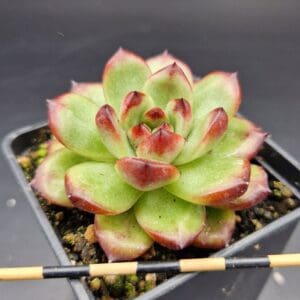 Echeveria pulidonis ‘TM’ 🇨🇳