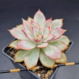 Echeveria ‘Esther’ variegada 🇨🇳