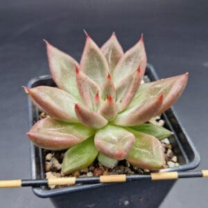 Echeveria ‘Red Soul’ 🇨🇳