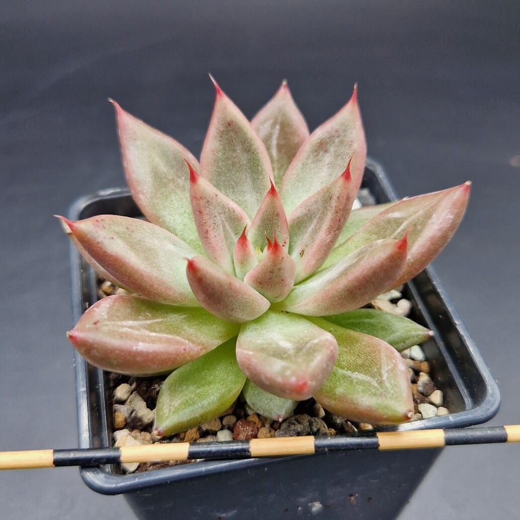 Echeveria ‘Red Soul’ 🇨🇳 Echeveria ‘Red Soul’ 🇨🇳