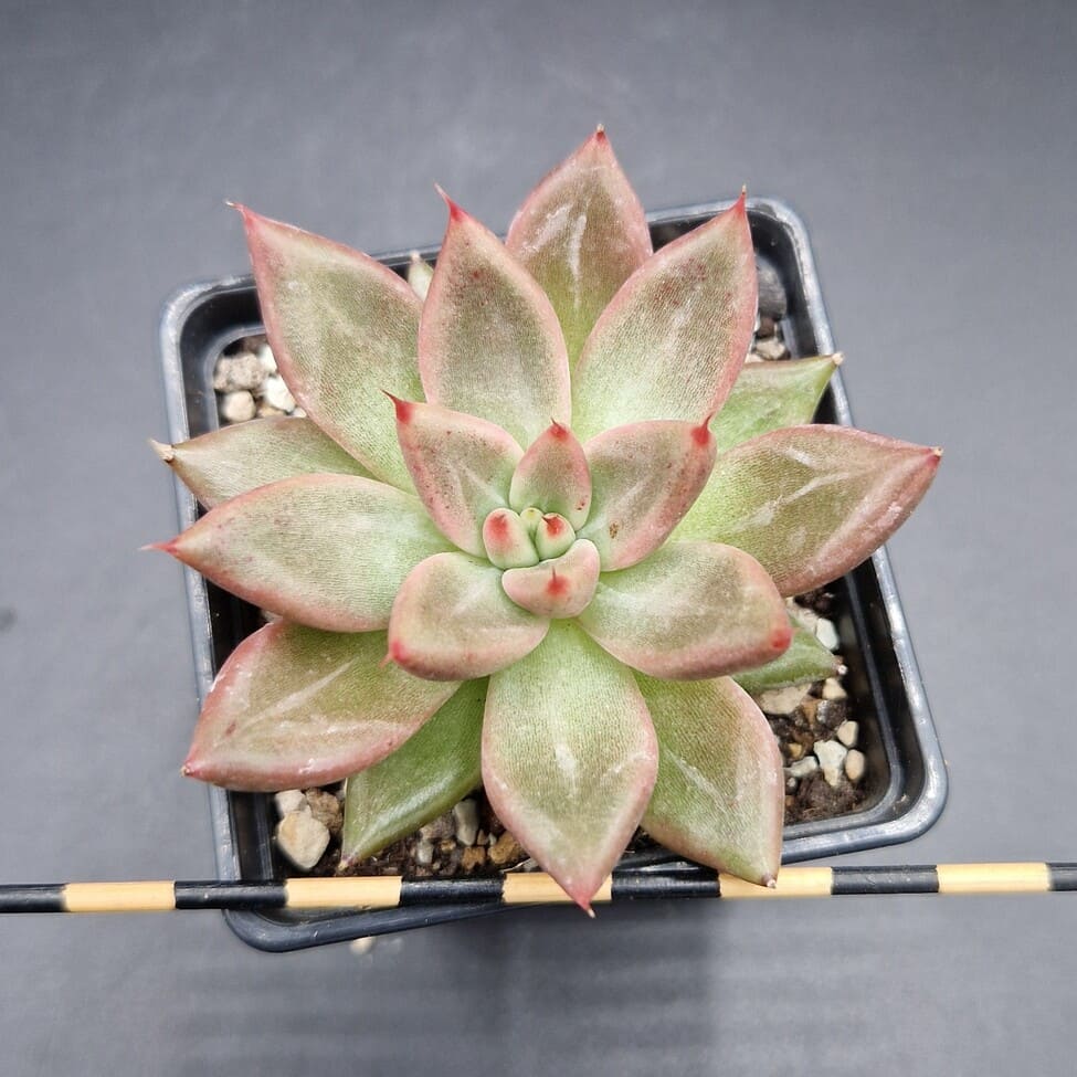 Echeveria ‘Red Soul’ 🇨🇳 Echeveria ‘Red Soul’ 🇨🇳