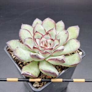 Echeveria pulidonis hibrido