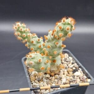 Puna molinensis (gloquídeo naranja)