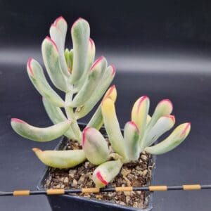 Cotyledon orbiculata var. flanaganii variegado