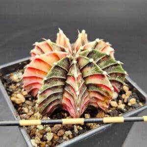 Gymnocalycium variegado