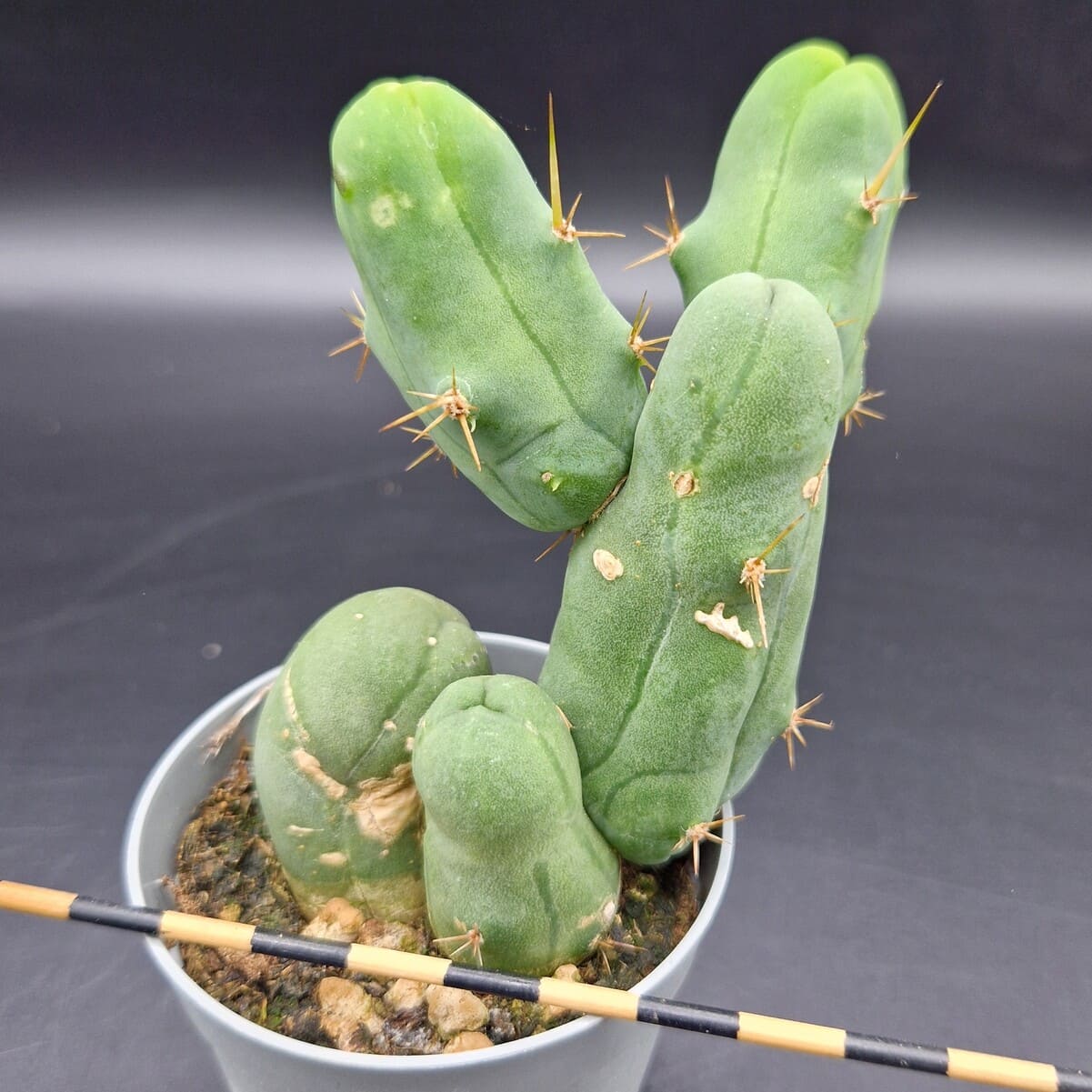 Trichocereus bridgesii monstruoso (cactus pene) Trichocereus bridgesii monstruoso (cactus pene)