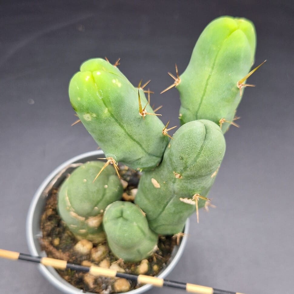 Trichocereus bridgesii monstruoso (cactus pene) Trichocereus bridgesii monstruoso (cactus pene)