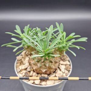 Euphorbia x japonica