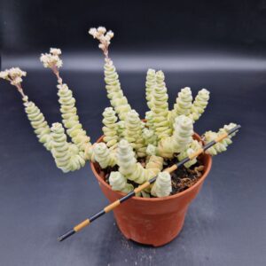 Crassula rupestris variegado