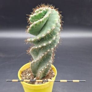 Cereus forbesii ‘Spiralis’