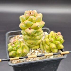 Monadenium ritchiei variegada